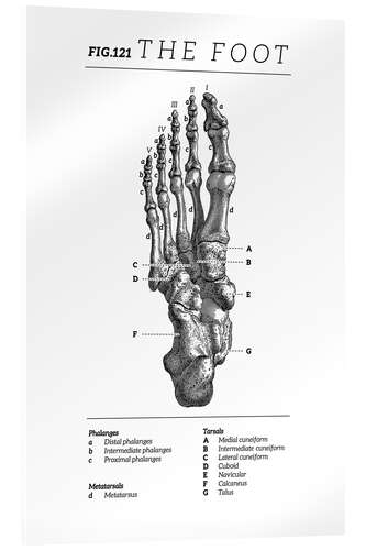 Acrylglasbild Der Fuß, Diagramm (Vintage, Englisch)