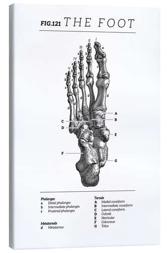 Canvas print Vintage foot chart