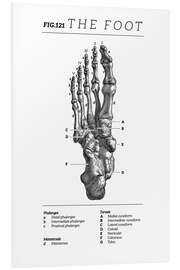 Foam board print Vintage foot chart