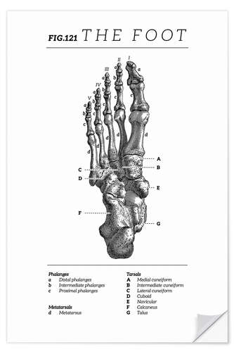 Wandsticker Der Fuß, Diagramm (Vintage, Englisch)