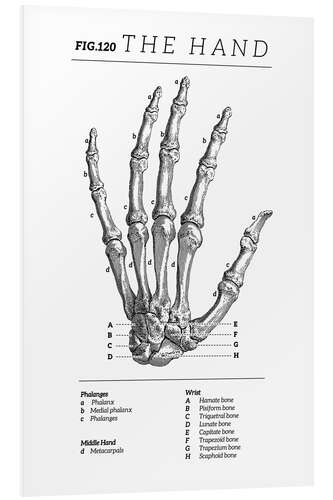 Tableau en PVC Vintage hand chart