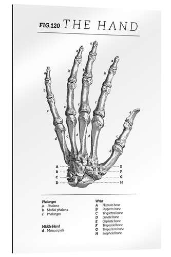 Gallery print Vintage hand chart