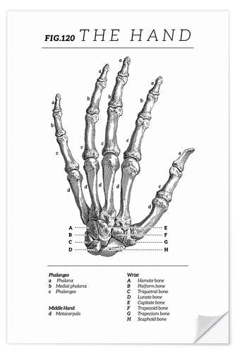 Wandsticker Die Hand, Diagramm (Vintage, Englisch)