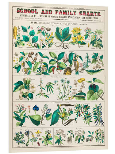 Foam board print Vintage medicinal plants