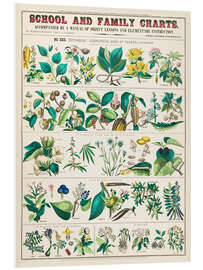 Tableau en PVC Vintage medicinal plants