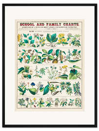 Gerahmter Kunstdruck Vintage Heilpflanzen