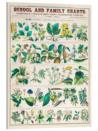 Tableau en plexi-alu Vintage medicinal plants