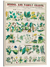 Magnettafel Vintage Heilpflanzen