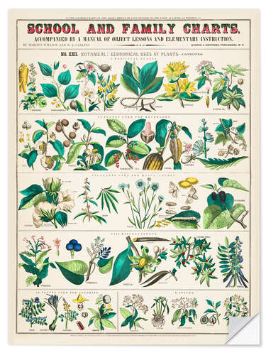 Selvklebende plakat Vintage medicinal plants