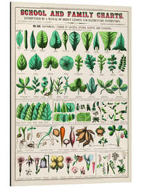 Magnettafel Vintage Blätterkunde