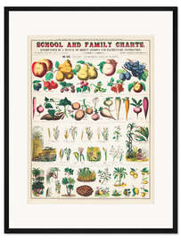 Gerahmter Kunstdruck Vintage Nutzpflanzen