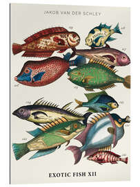 Gallery print Vintage exotic fish