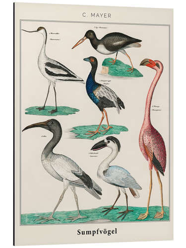 Tableau en aluminium Vintage swamp birds