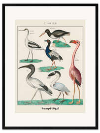 Impresión de arte enmarcada Vintage swamp birds