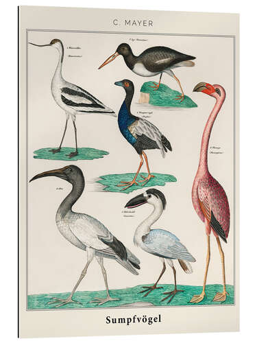 Galleritryk Vintage swamp birds