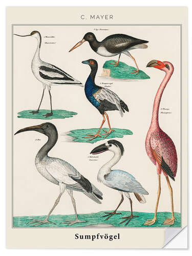 Selvklebende plakat Vintage swamp birds