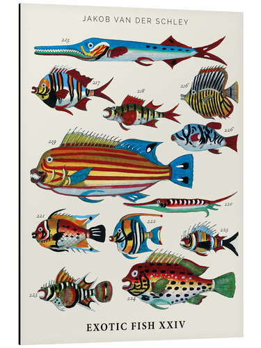 Cuadro de aluminio Vintage Exotic Fish