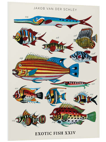 Foam board print Vintage Exotic Fish