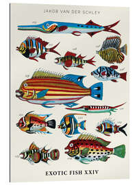 Gallery Print Exotische Fische, Vintage