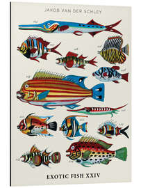 Magnettafel Exotische Fische, Vintage