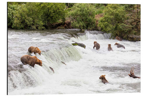 Aluminium print Brown bears at Brooks Falls in Alaska