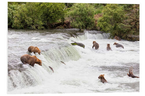 Foam board print Brown bears at Brooks Falls in Alaska