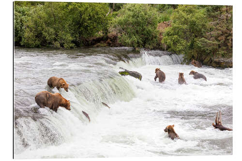 Gallery Print Braunbären an den Brooks Falls in Alaska