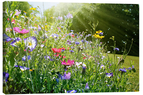 Canvas print On a sunny wildflower meadow