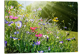 Gallery print On a sunny wildflower meadow