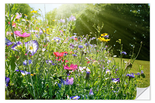 Wall sticker On a sunny wildflower meadow