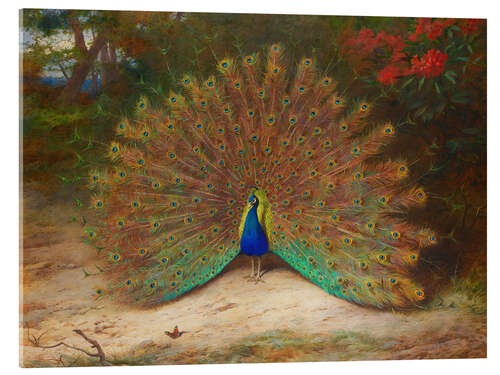 Acrylic print The Peacock and the Butterfly