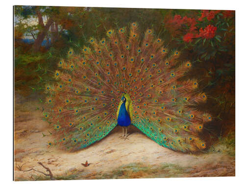 Gallery print The Peacock and the Butterfly