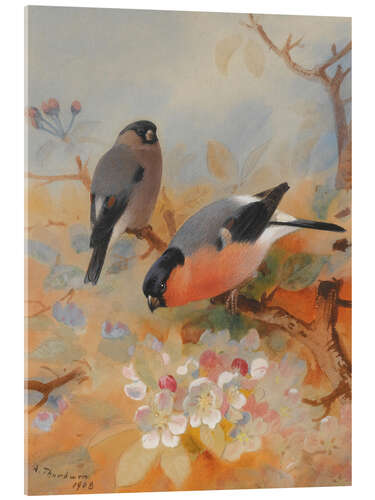 Acrylglas print Two bullfinches on blossoming branches