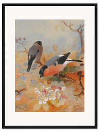Gerahmter Kunstdruck Zwei Gimpel auf blühenden Ästen
