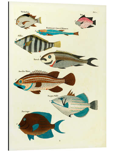 Aluminium print Fishes - Vintage Plate 21