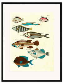 Gerahmter Kunstdruck Fische - Vintage Plate 21