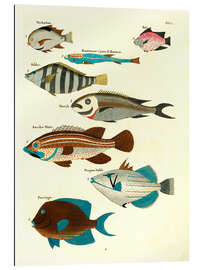 Gallery print Fishes - Vintage Plate 21