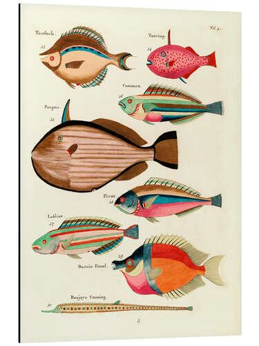 Aluminium print Fishes - Vintage Plate 27