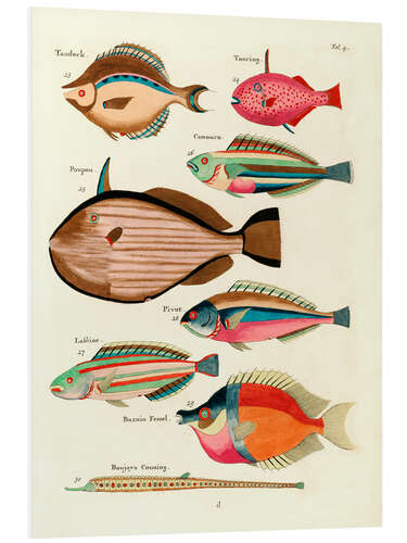 Foam board print Fishes - Vintage Plate 27