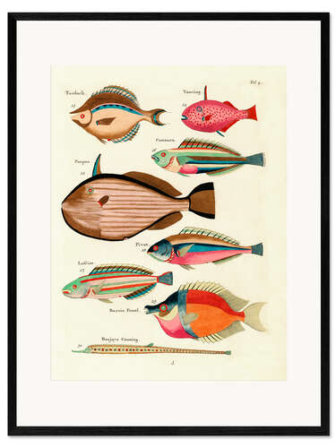 Inramat konsttryck Fishes - Vintage Plate 27