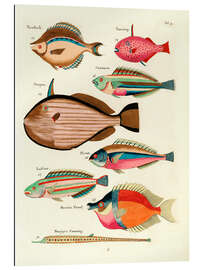 Gallery Print Fische - Vintage Plate 27