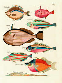 Magnettafel Fische - Vintage Plate 27