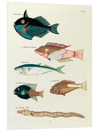 Foam board print Fishes - Vintage Plate 55