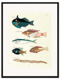 Gerahmter Kunstdruck Fische - Vintage Plate 55