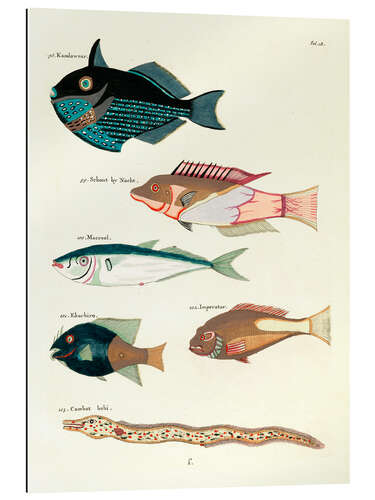 Stampa su plexi-alluminio Fishes - Vintage Plate 55