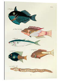 Gallery print Fishes - Vintage Plate 55