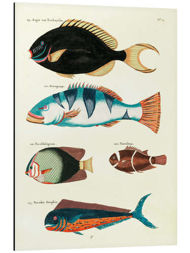 Stampa su alluminio Fishes - Vintage Plate 63