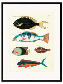 Ingelijste kunstdruk Fishes - Vintage Plate 63