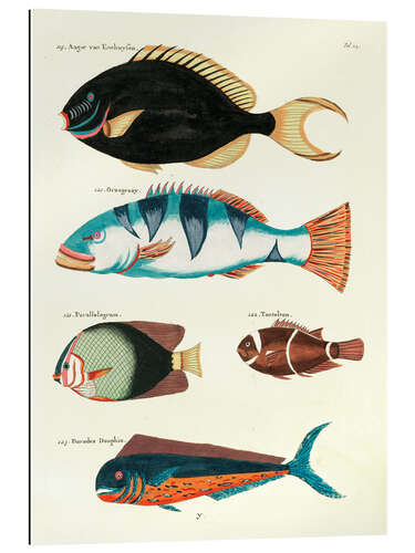 Gallery Print Fische - Vintage Plate 63