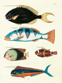 Magnettafel Fische - Vintage Plate 63